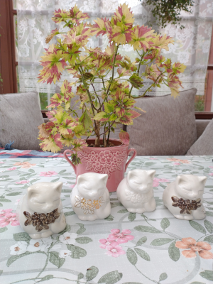 Ihopkrupna små katter